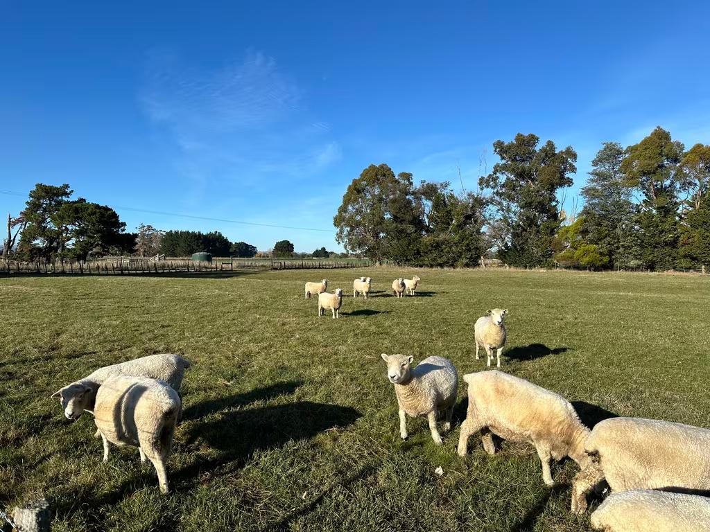 Wairarapa Sheep Farm - May 2024