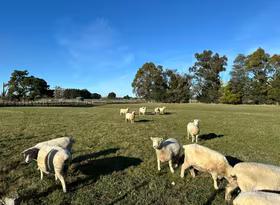 Wairarapa Sheep Farm - May 2024