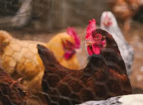 Colorful hens inside a fenced chicken coop on a farm