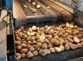 Processing of Potatoes in a Factory